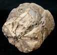 Polished Blue Forest Petrified Wood Limb (-/ lb) #14046-2